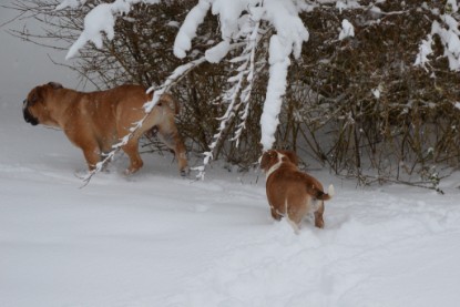 Continental Bulldogs Seeblickbulls Bilderalbum - Charlottes erster Schnee