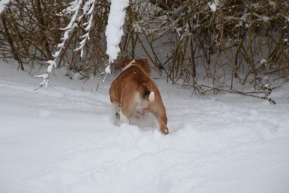 Continental Bulldogs Seeblickbulls Bilderalbum - Charlottes erster Schnee