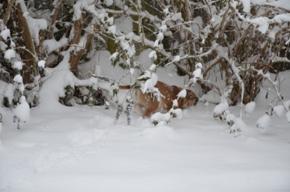 Continental Bulldogs Seeblickbulls Bilderalbum - Charlottes erster Schnee