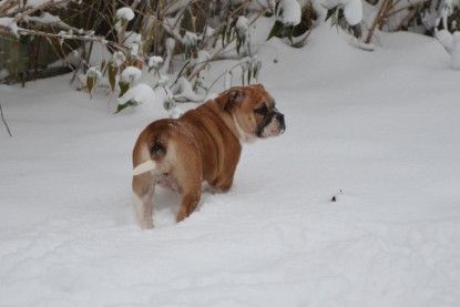 Continental Bulldogs Seeblickbulls Bilderalbum - Charlottes erster Schnee