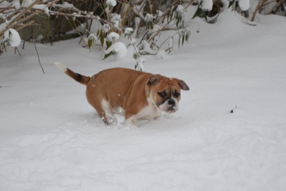 Continental Bulldogs Seeblickbulls Bilderalbum - Charlottes erster Schnee