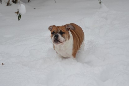 Continental Bulldogs Seeblickbulls Bilderalbum - Charlottes erster Schnee