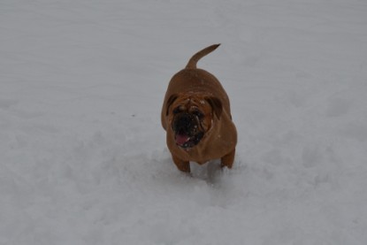 Continental Bulldogs Seeblickbulls Bilderalbum - Charlottes erster Schnee