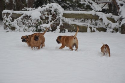 Continental Bulldogs Seeblickbulls Bilderalbum - Charlottes erster Schnee