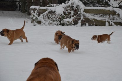 Continental Bulldogs Seeblickbulls Bilderalbum - Charlottes erster Schnee