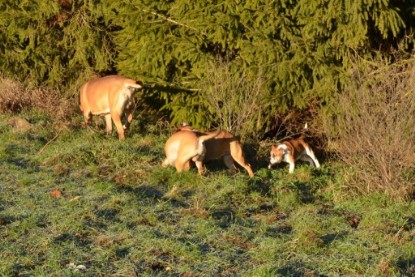 Continental Bulldogs Seeblickbulls Bilderalbum - Charlottes erster Ausflug