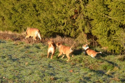 Continental Bulldogs Seeblickbulls Bilderalbum - Charlottes erster Ausflug