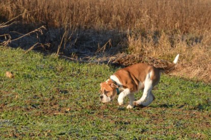 Continental Bulldogs Seeblickbulls Bilderalbum - Charlottes erster Ausflug