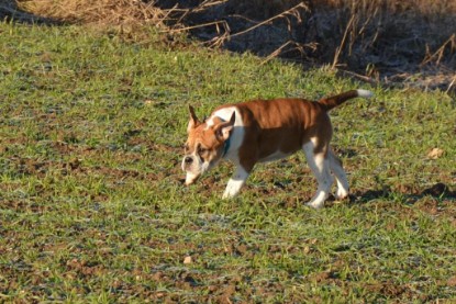 Continental Bulldogs Seeblickbulls Bilderalbum - Charlottes erster Ausflug