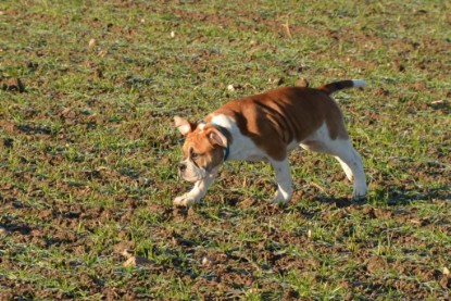 Continental Bulldogs Seeblickbulls Bilderalbum - Charlottes erster Ausflug