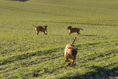 Continental Bulldogs Seeblickbulls Bilderalbum - Charlottes erster Ausflug