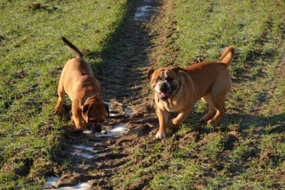 Continental Bulldogs Seeblickbulls Bilderalbum - Charlottes erster Ausflug