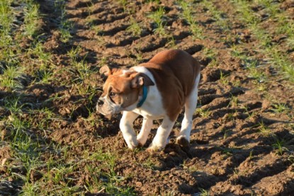 Continental Bulldogs Seeblickbulls Bilderalbum - Charlottes erster Ausflug