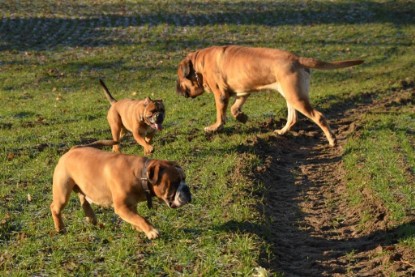 Continental Bulldogs Seeblickbulls Bilderalbum - Charlottes erster Ausflug