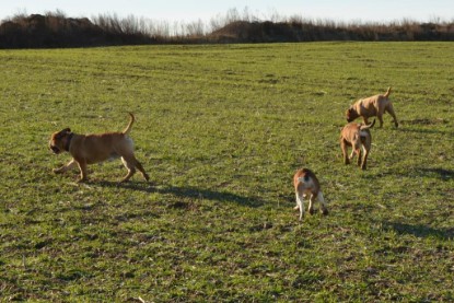 Continental Bulldogs Seeblickbulls Bilderalbum - Charlottes erster Ausflug