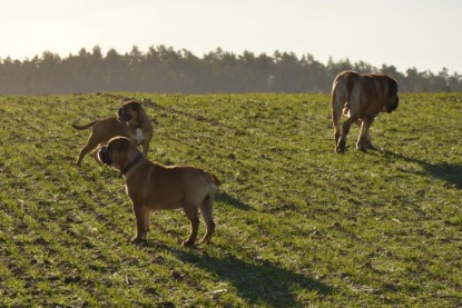 Continental Bulldogs Seeblickbulls Bilderalbum - Charlottes erster Ausflug