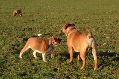 Continental Bulldogs Seeblickbulls Bilderalbum - Charlottes erster Ausflug