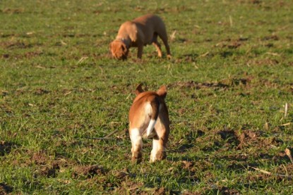 Continental Bulldogs Seeblickbulls Bilderalbum - Charlottes erster Ausflug