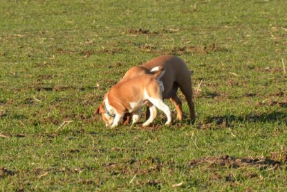 Continental Bulldogs Seeblickbulls Bilderalbum - Charlottes erster Ausflug