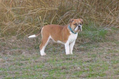 Continental Bulldogs Seeblickbulls Bilderalbum - Charlottes erster Ausflug