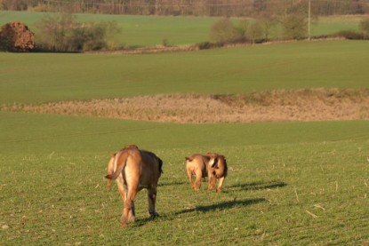 Continental Bulldogs Seeblickbulls Bilderalbum - Charlottes erster Ausflug