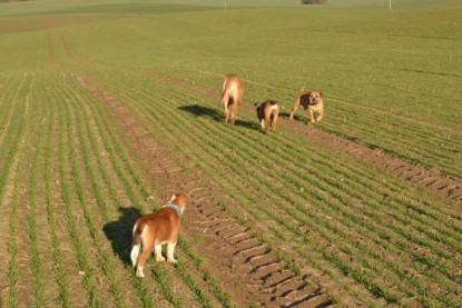 Continental Bulldogs Seeblickbulls Bilderalbum - Charlottes erster Ausflug