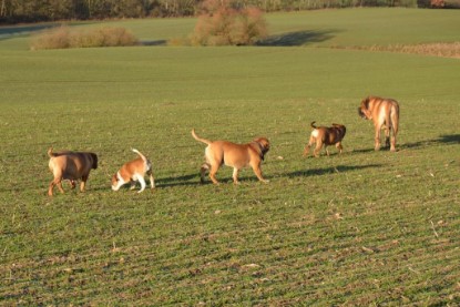 Continental Bulldogs Seeblickbulls Bilderalbum - Charlottes erster Ausflug