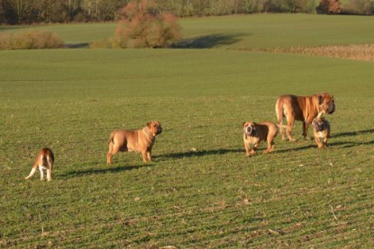 Continental Bulldogs Seeblickbulls Bilderalbum - Charlottes erster Ausflug