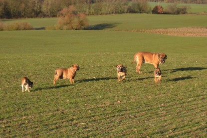 Continental Bulldogs Seeblickbulls Bilderalbum - Charlottes erster Ausflug