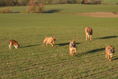 Continental Bulldogs Seeblickbulls Bilderalbum - Charlottes erster Ausflug