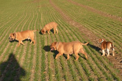 Continental Bulldogs Seeblickbulls Bilderalbum - Charlottes erster Ausflug