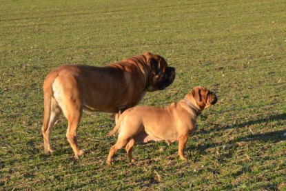 Continental Bulldogs Seeblickbulls Bilderalbum - Charlottes erster Ausflug