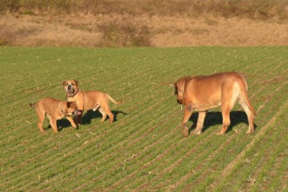 Continental Bulldogs Seeblickbulls Bilderalbum - Charlottes erster Ausflug