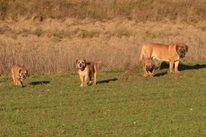 Continental Bulldogs Seeblickbulls Bilderalbum - Charlottes erster Ausflug