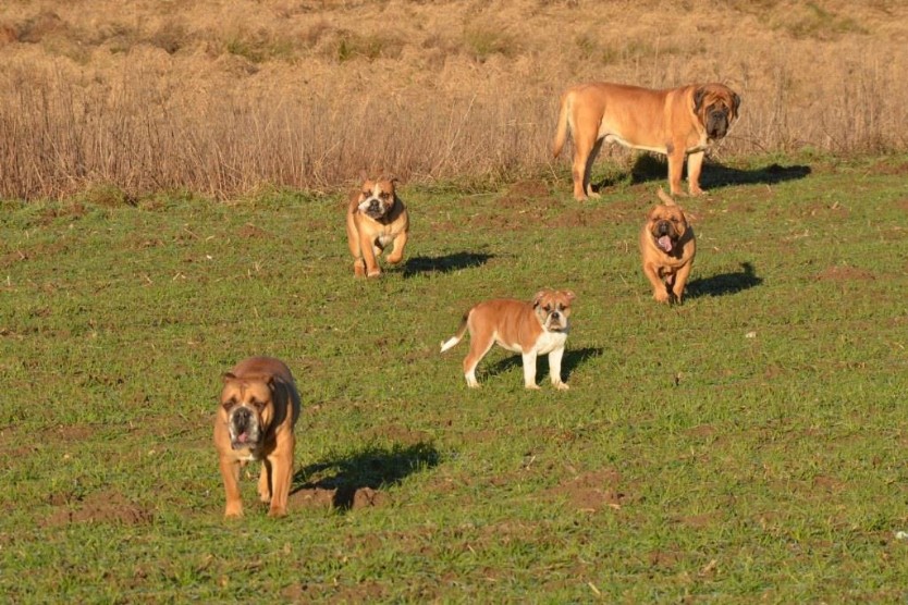 Continental Bulldogs Seeblickbulls Bilderalbum - Charlottes erster Ausflug