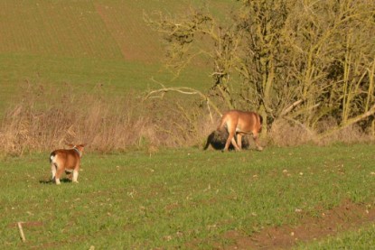 Continental Bulldogs Seeblickbulls Bilderalbum - Charlottes erster Ausflug