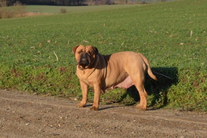 Continental Bulldogs Seeblickbulls Bilderalbum - Charlottes erster Ausflug