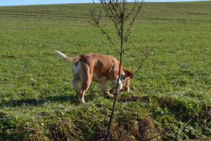 Continental Bulldogs Seeblickbulls Bilderalbum - Charlottes erster Ausflug