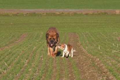 Continental Bulldogs Seeblickbulls Bilderalbum - Charlottes erster Ausflug