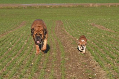 Continental Bulldogs Seeblickbulls Bilderalbum - Charlottes erster Ausflug