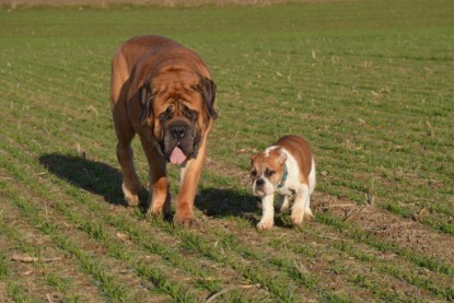 Continental Bulldogs Seeblickbulls Bilderalbum - Charlottes erster Ausflug