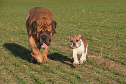 Continental Bulldogs Seeblickbulls Bilderalbum - Charlottes erster Ausflug