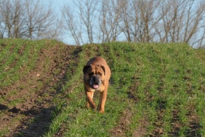 Continental Bulldogs Seeblickbulls Bilderalbum - Charlottes erster Ausflug