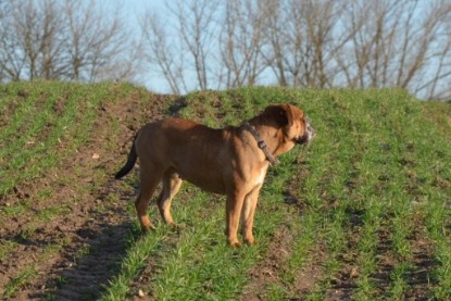 Continental Bulldogs Seeblickbulls Bilderalbum - Charlottes erster Ausflug