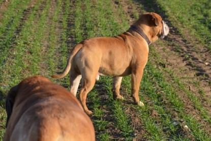 Continental Bulldogs Seeblickbulls Bilderalbum - Charlottes erster Ausflug