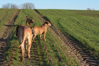 Continental Bulldogs Seeblickbulls Bilderalbum - Charlottes erster Ausflug