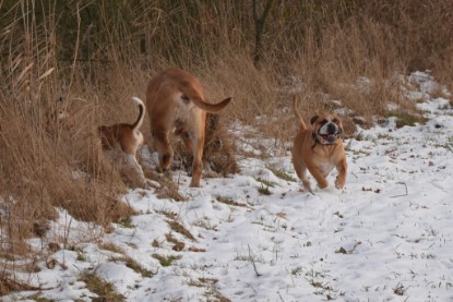 Continental Bulldogs Seeblickbulls Bilderalbum - Bilder vom Winter 2013