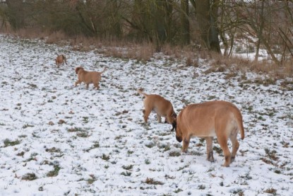 Continental Bulldogs Seeblickbulls Bilderalbum - Bilder vom Winter 2013