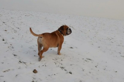 Continental Bulldogs Seeblickbulls Bilderalbum - Bilder vom Winter 2013