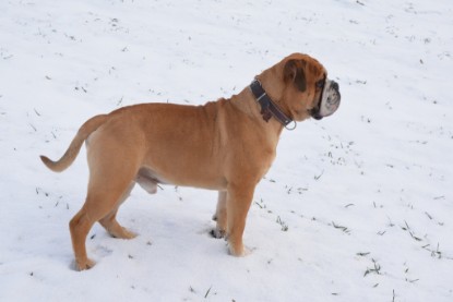 Continental Bulldogs Seeblickbulls Bilderalbum - Bilder vom Winter 2013